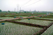farmland eco-systems